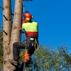 Affordable Tree Service Inc gallery