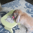 Bunny Whisperer - Rabbits