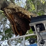 Orlando Bee Removal Expert