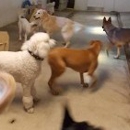Canine Classics Spa & Resort - Pet Sitting & Exercising Services