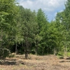 Upstate NY Brush Control gallery