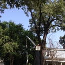 Killian's Tree Service - Stump Removal & Grinding
