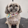 Smoochie Pooch gallery