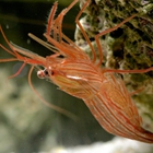 Coral Sea Aquariums