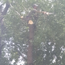 MTZ Tree Service