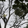 Urban Arborist