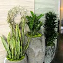 Forever Green Interior Landscaping - Plants-Interior Design & Maintenance