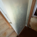 Convenient Mold Testing and Remediation - Mold Remediation