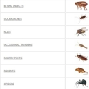 Loyal Termite & Pest Control - Pest Control Services