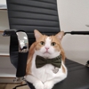 Dantorion's Catnap Inn gallery
