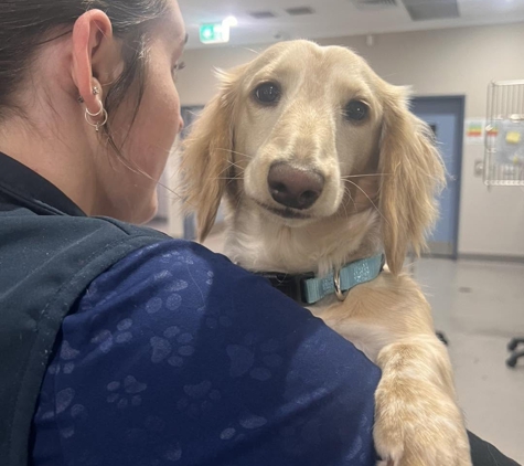 Yoogali Veterinary Centre - Yoogali, NSW