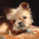 Janie's Pet Grooming & Company - Dog & Cat Grooming & Supplies