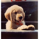 5 Star Golden Retriever Puppies - Pet Breeders