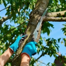 Lions Tree & Landscaping - Tree Service