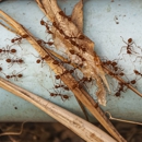 Berkshire Pest Control - Pest Control Equipment & Supplies