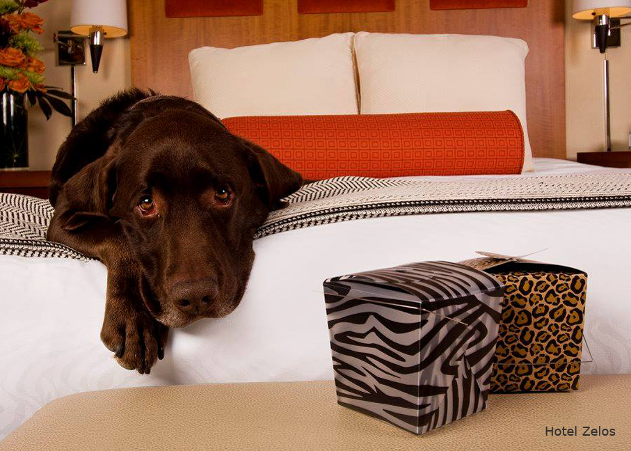 The Poshest American Hotels for... Pets