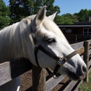 Bronx Equestrian Center - Tourist Information & Attractions