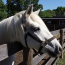 Bronx Equestrian Center, Inc. - Tourist Information & Attractions