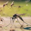 Clearview Pest Solutions inc gallery