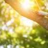 Absolute Tree Care gallery