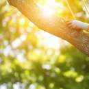 Absolute Tree Care - Tree Service