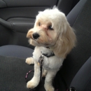 Hair Off The Dog Grooming Salon & Spa - Pet Grooming