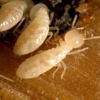 Termishield Termite & Pest Protection gallery