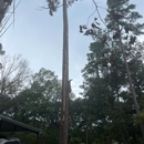Stump Grinding Services - Tree Service