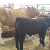 Washington County Fair Association gallery