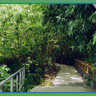 Abacus Tree Services - Hornsby, NSW. Tree Assessment & Tree Management Plans
