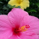 Robins Nursery Inc - Landscaping & Lawn Services