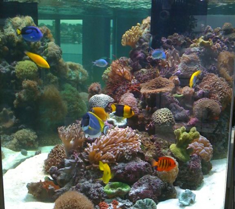 Angelfish Aquariums - Carlingford, NSW