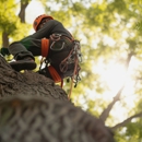 Tames Tree Services & Landscaping - Tree Service
