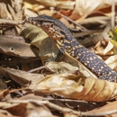 Variety Pest and Wildlife - Pest Control Services