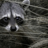 Galvin Wildlife Control gallery