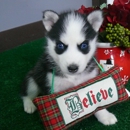 Available Siberian Husky Puppies - Pet Breeders