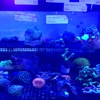 The Barrier Reef gallery