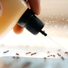 Bockerstette Termite & Pest gallery