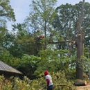Wisdom Tree Service - Tree Service