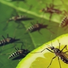 Mountain Man Pest Control gallery