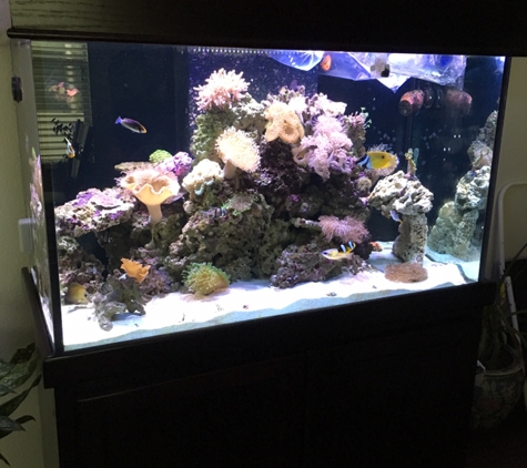 My Aquarium Guy, LLC - Allen, TX