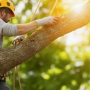 Ross Tree Company - Tree Service