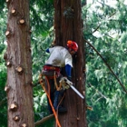 Arbormagic Tree Services