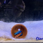 Aqua Pros