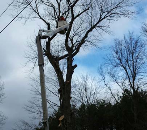 Hinman Tree Service - Collins, OH