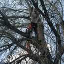 Apex Tree Service - Tree Service