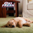 Oxi Fresh Carpet Cleaning