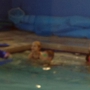 Aqua-Tots Swim Schools Plano