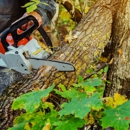 Delbert's Lawn & Tree Services - Tree Service