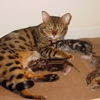 Dreamcoats Bengals gallery